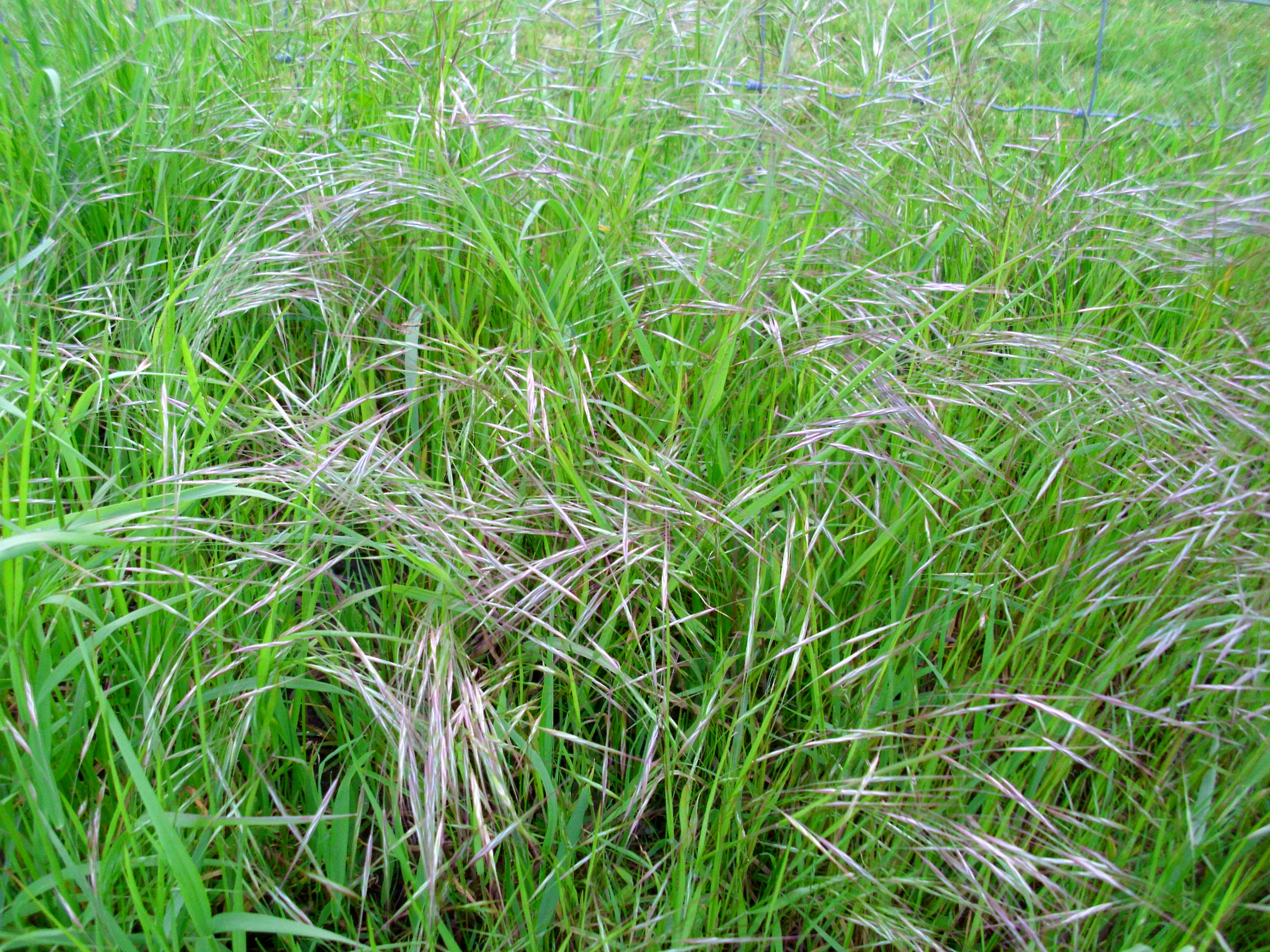 Фестулолеум