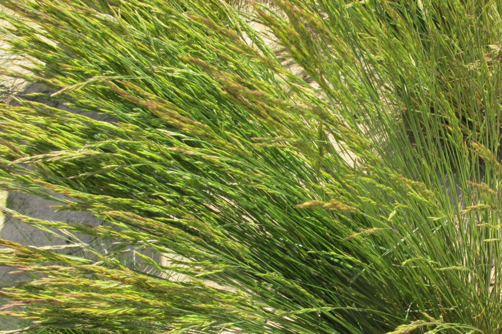 Овсяница красная