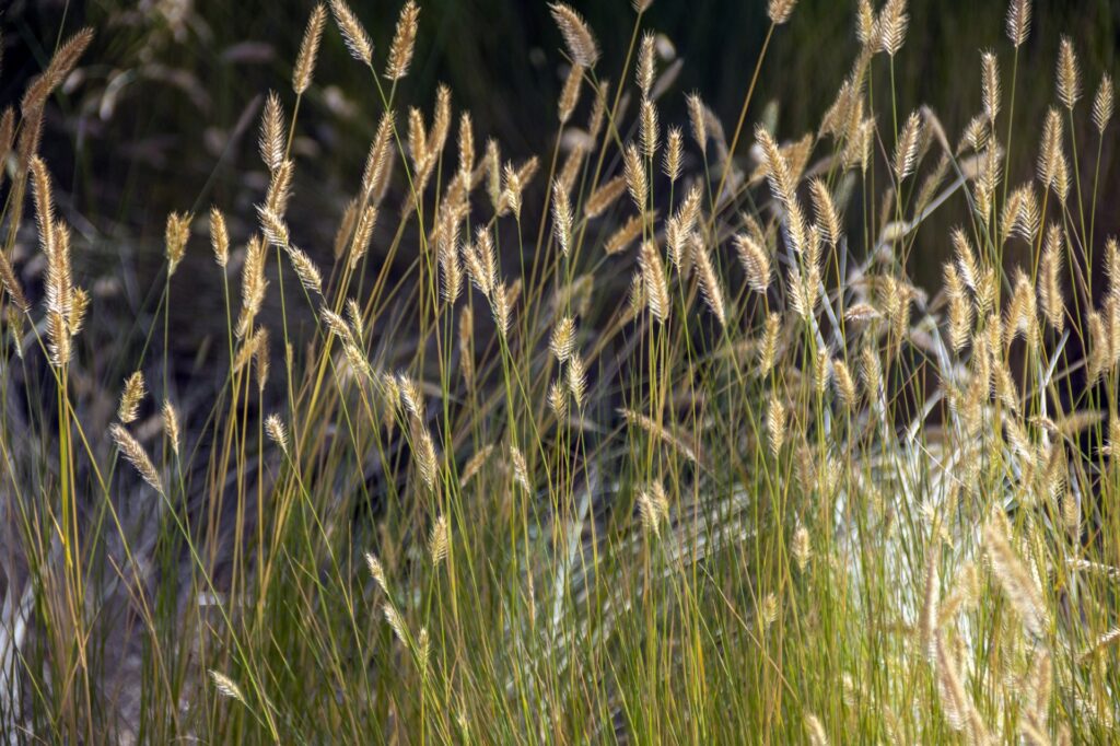 Тимофеевка луговая