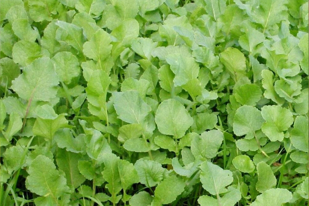 Редька масличная