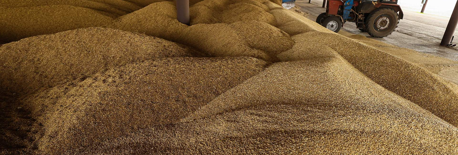 Профессиональная сушка зерна на современных сушилках